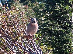 2776a_Sokolica_sojka