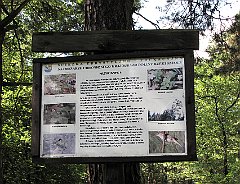 2010_08_02_Bukowno_Knieje