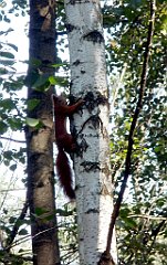 IMG_x18064_X44_P09010486_cr