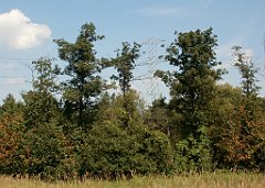 IMG_x18064_X44_P09010549_cr