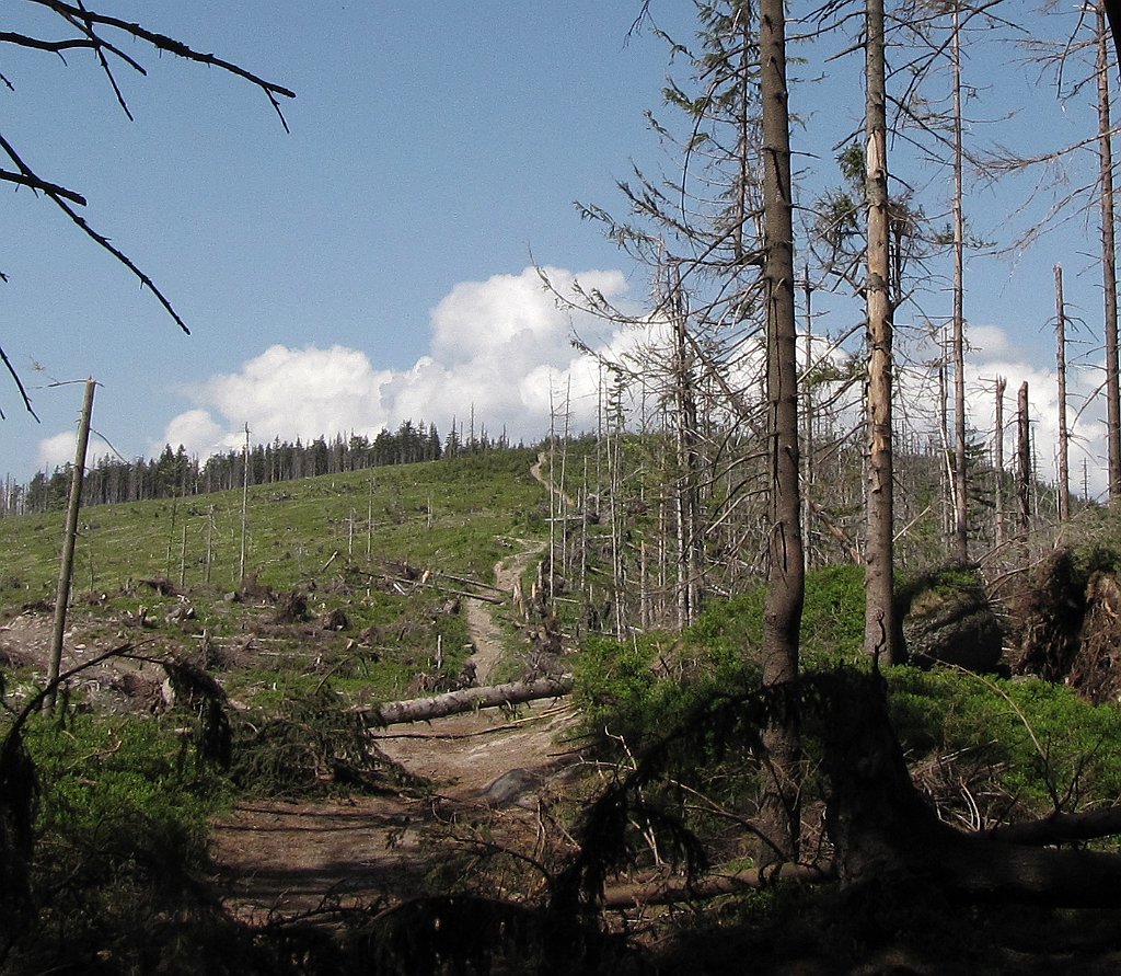 IMG_x24979a_cr.jpg -                                