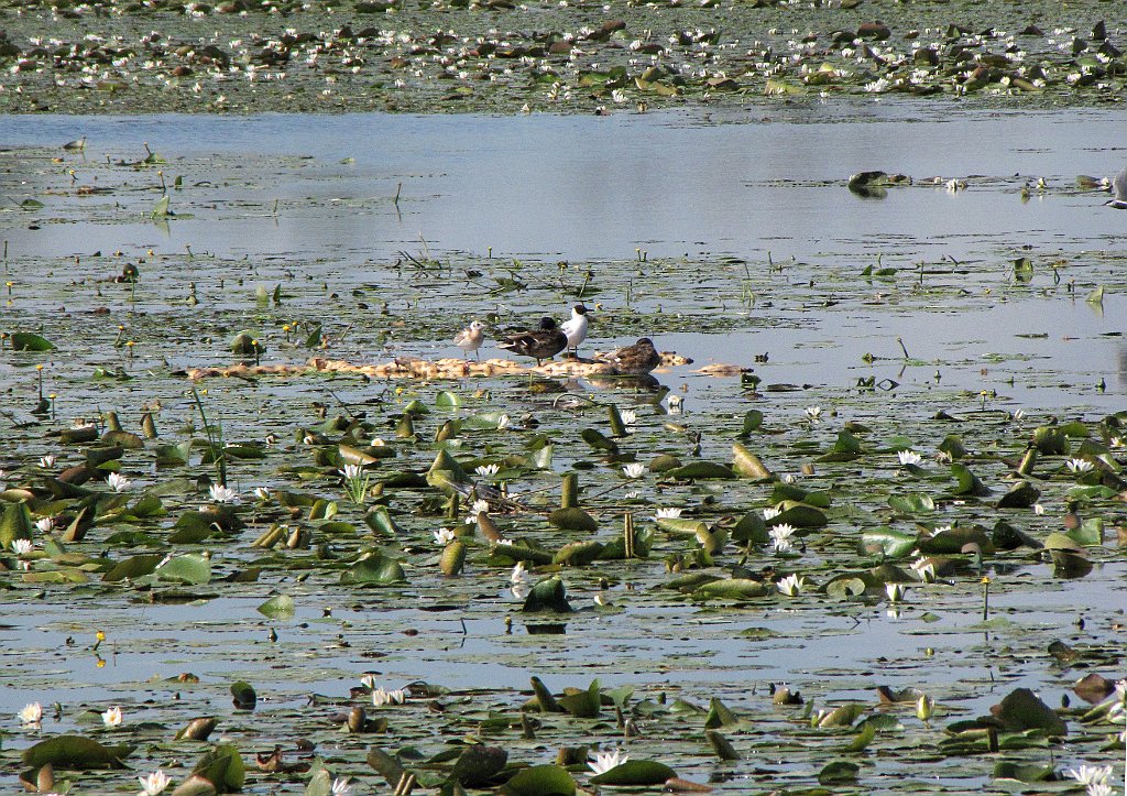 2012-07-02_09-23-54_IMG_x26760_cr.jpg -                                