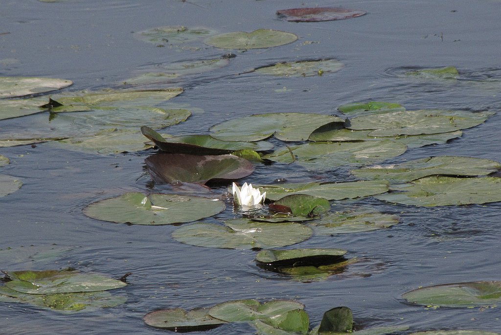 2012-07-02_09-31-56_IMG_x26799_cr.jpg -                                