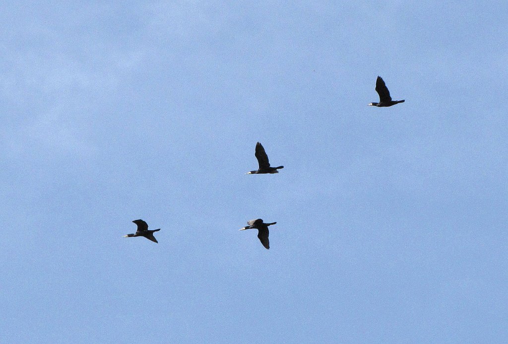 2012-07-02_09-32-39_IMG_x26800_cr.jpg -                                