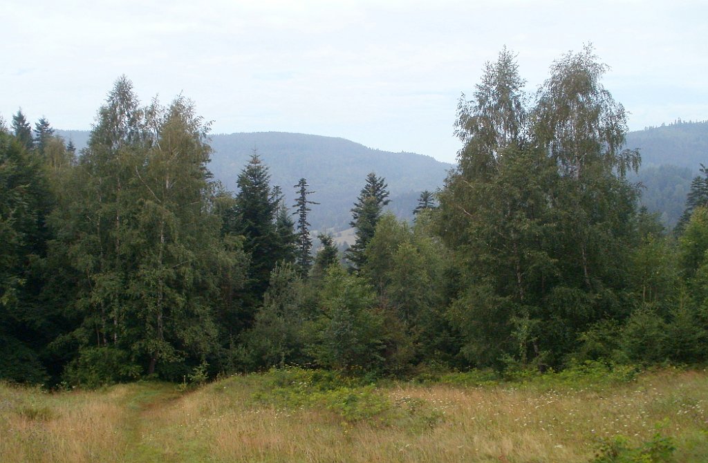 IMG_x28736_X44_P07300002_cr.jpg - OLYMPUS DIGITAL CAMERA         