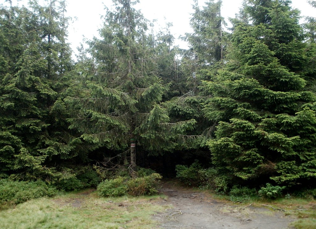 IMG_x29812_X44_P08150245_cr.jpg - OLYMPUS DIGITAL CAMERA         