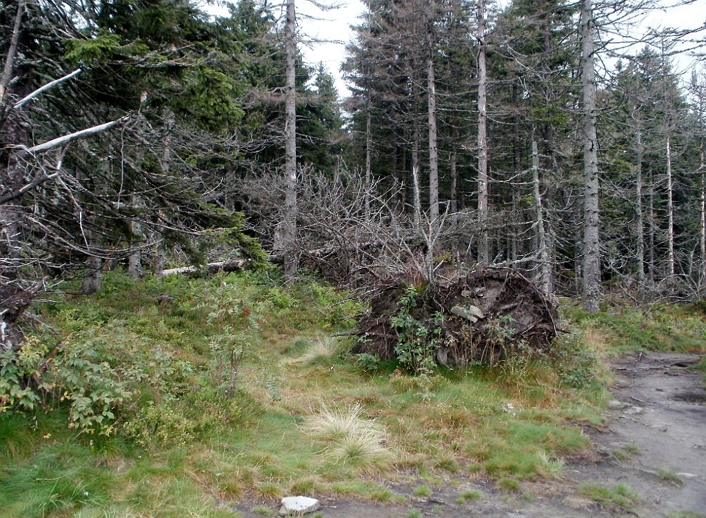 IMG_x29814_X44_P08150268_cr.jpg - OLYMPUS DIGITAL CAMERA         