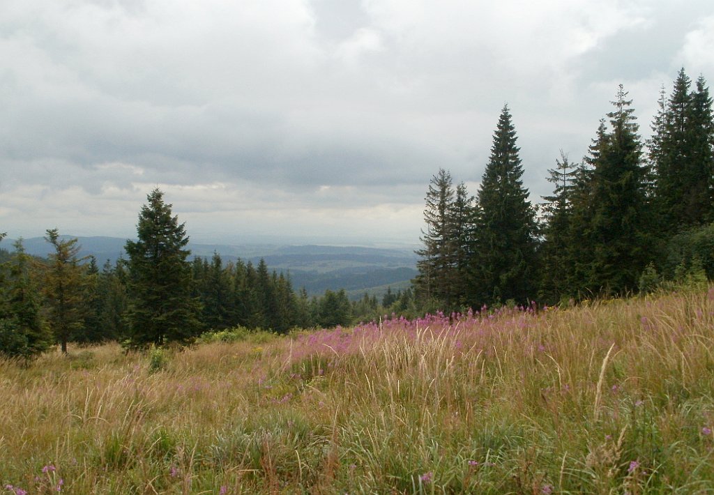 IMG_x29814_X44_P08150292_cr.jpg - OLYMPUS DIGITAL CAMERA         