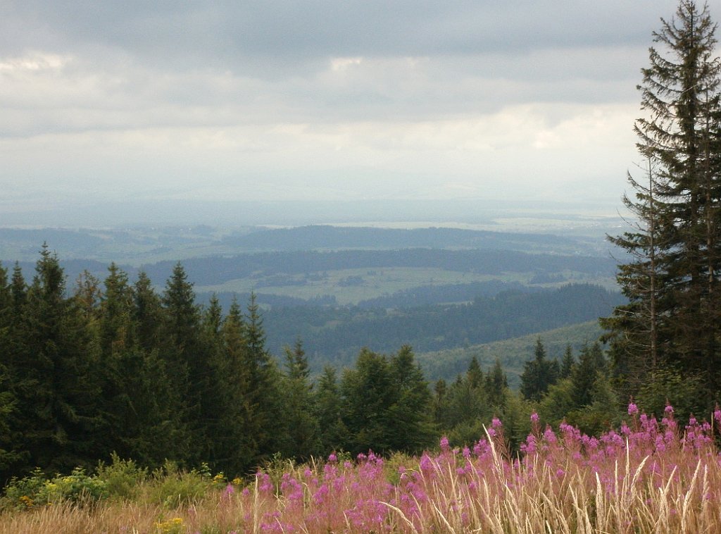 IMG_x29814_X44_P08150293_cr.jpg - OLYMPUS DIGITAL CAMERA         