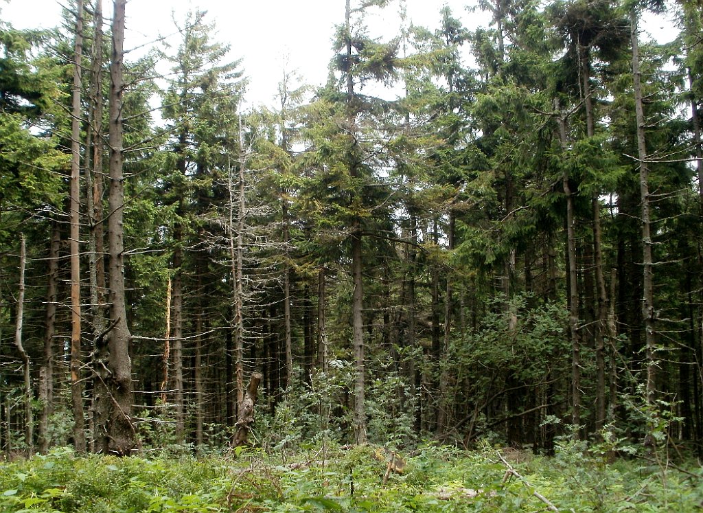 IMG_x29814_X44_P08150331_cr.jpg - OLYMPUS DIGITAL CAMERA         