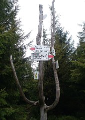 IMG_x29812_X44_P08150242_cr