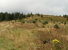 IMG_x29814_X44_P08150307_cr