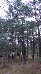 022_TZ60_P1040442_cr