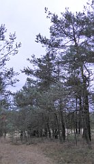 025_TZ60_P1040445_cr