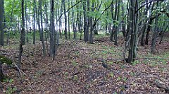 158_TZ60_P1040601_cr