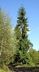 379_TZ60_P1050163_cr