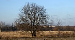 199_TZ60_P1060686_cr