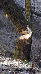 0025_TZ60_P1080343_cr