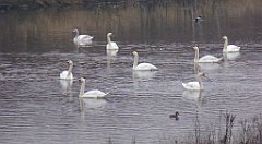 105_TZ60_P1080861_cr