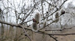 391_TZ60_P1080997_cr