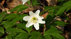 128_TZ60_P1090856_cr