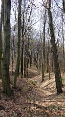 238_TZ60_P1090938_cr