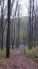 037_TZ60_P1100191_cr