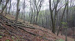 068_TZ60_P1100218_cr