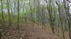 073_TZ60_P1100221_cr