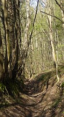 195_TZ60_P1100350_cr