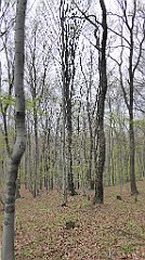 241_TZ60_P1100394_cr