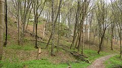 443_TZ60_P1100569_cr