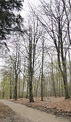 469_TZ60_P1100583_cr