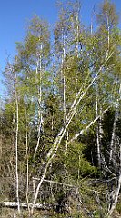 038_TZ60_P1100768_cr