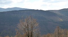 183_TZ60_P1100955_cr