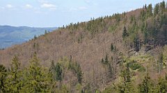 245_TZ60_P1110045_cr