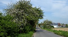 053_TZ60_P1110226_cr