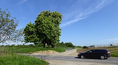 069_TZ60_P1110241_cr