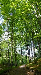 425_TZ60_P1110373_cr