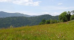 0256_TZ60_P1110818_cr