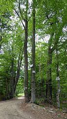 0309_TZ60_P1120196_cr