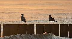 0063_TZ60_P1120771_cr