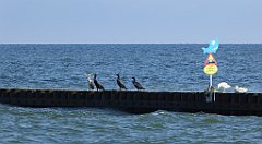 0346_TZ60_P1120971_cr