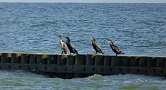 0347_TZ60_P1120972_cr