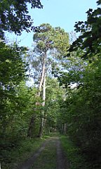 0508_TZ60_P1130862_cr