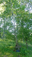 0083a_TZ_P1100473_cr