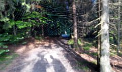 344_TZ60_P1150253_cr