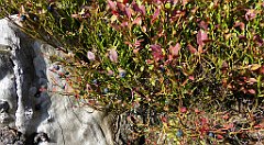 149_TZ60_P1150941_cr