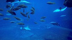 131_A806_IMG_20171210_105754