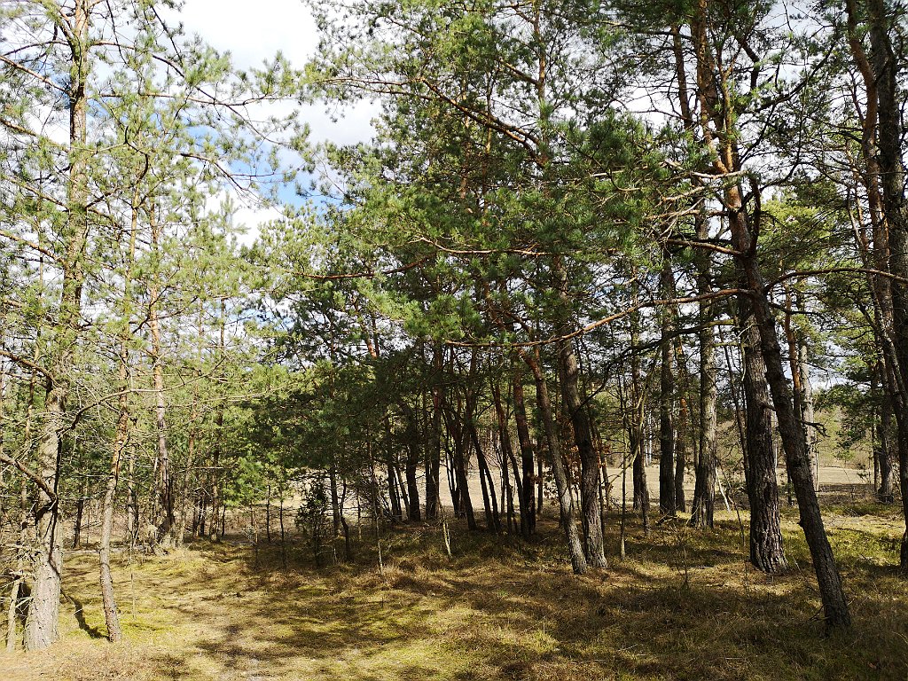 141_p20_IMG_20190320_123321.jpg - rrem